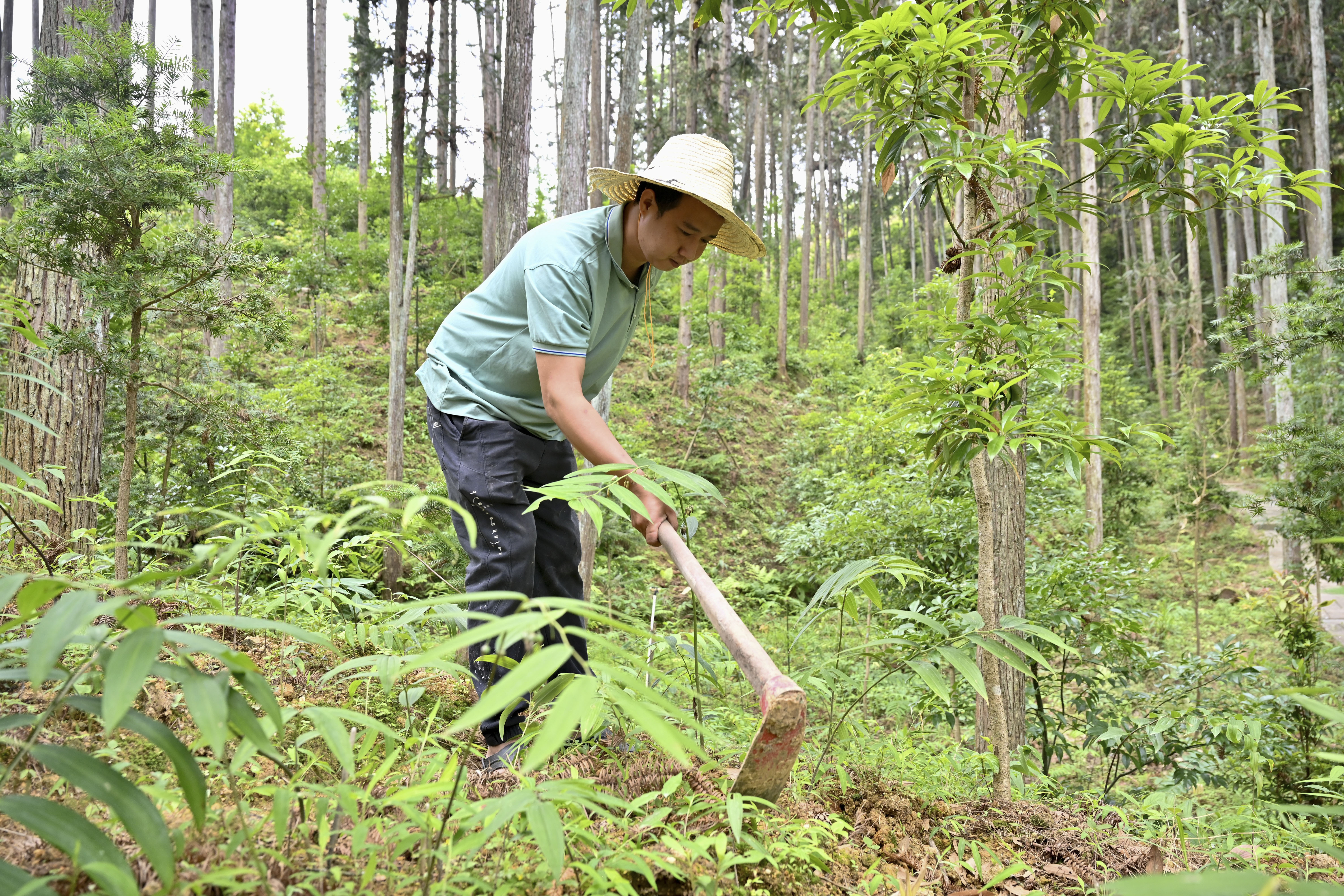 2024年5月9日，福建省三明市馬巖林下經(jīng)濟(jì)種植示范基地工人在管理林下種植的多花黃精。